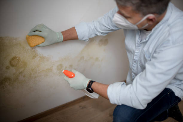 Best Black Mold Removal  in Red Bank, TN