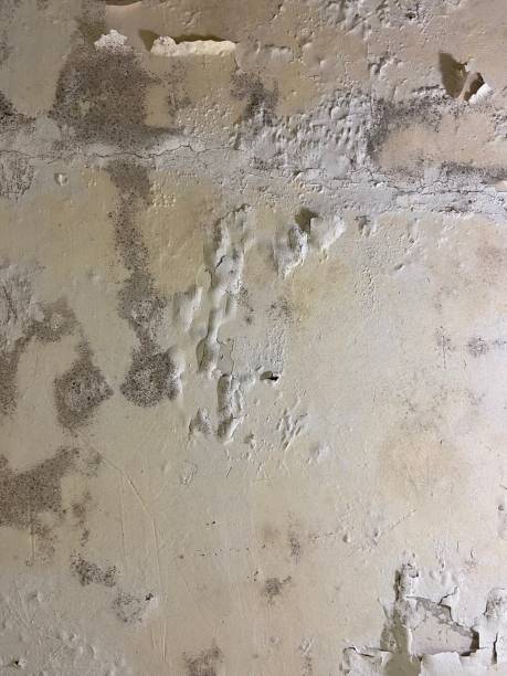Attic Mold Removal in Red Bank, TN