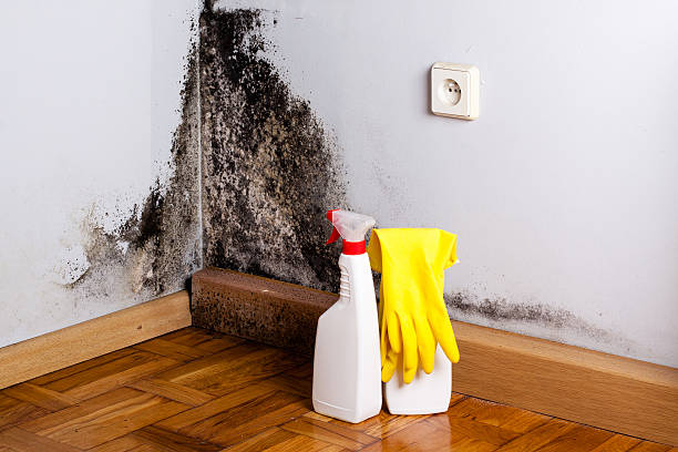 Professional Mold Removal in Red Bank, TN